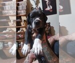 Small Photo #6 Great Dane Puppy For Sale in WALSENBURG, CO, USA