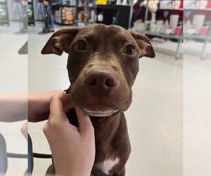 Labrador Retriever-Unknown Mix Dogs for adoption in The Woodlands, TX, USA
