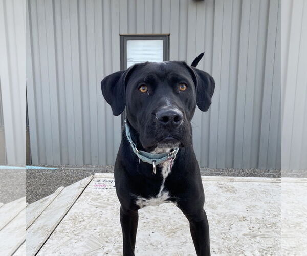 Medium Photo #2 American Pit Bull Terrier-Labrador Retriever Mix Puppy For Sale in Fargo, ND, USA