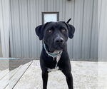 Small #1 American Pit Bull Terrier-Labrador Retriever Mix