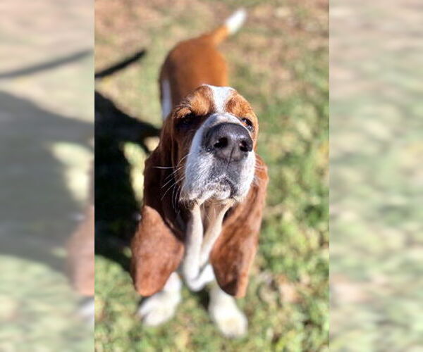 Medium Photo #7 Basset Hound Puppy For Sale in Deepwater, NJ, USA