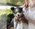 Small Photo #8 Pomsky Puppy For Sale in PANAMA CITY, FL, USA