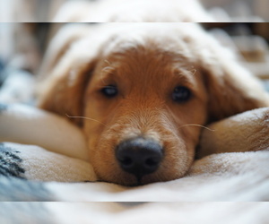 Medium Goldendoodle (Miniature)