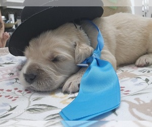 Medium Golden Retriever