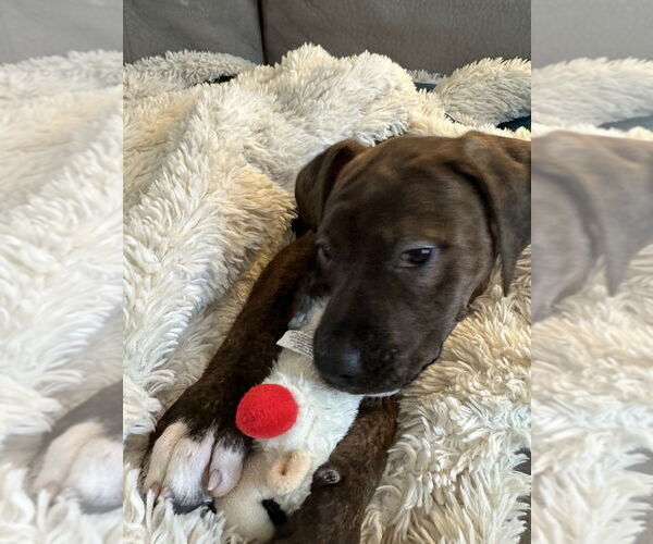 Medium Photo #4 American Pit Bull Terrier-Doberman Pinscher Mix Puppy For Sale in Springdale, PA, USA
