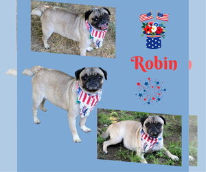 Pug Dogs for adoption in Lindsay, CA, USA