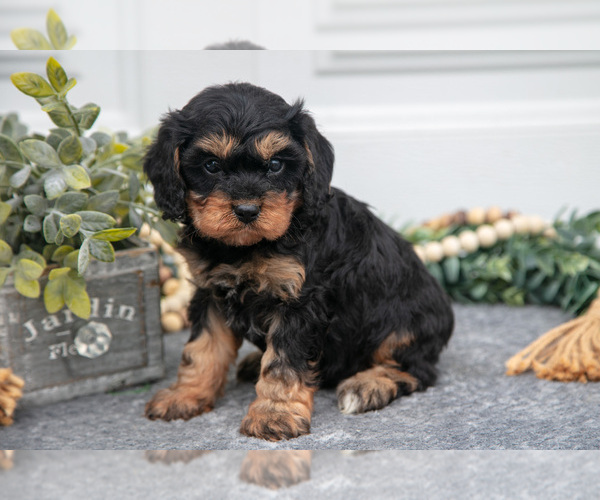 Medium Photo #3 Cavapoo Puppy For Sale in SHILOH, OH, USA