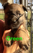 Small Photo #45 German Shepherd Dog Puppy For Sale in BROOKEVILLE, MD, USA