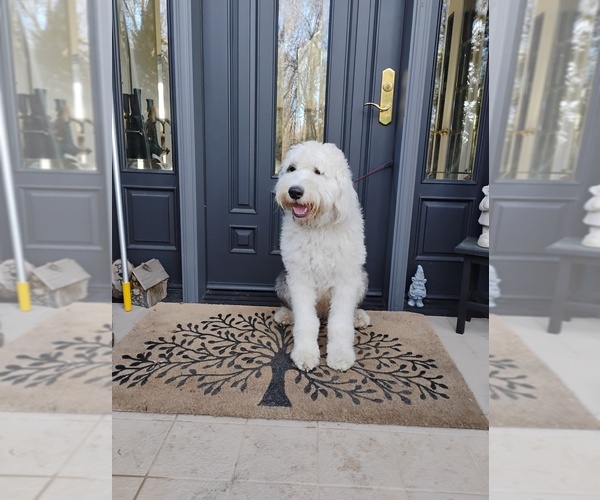 Medium Photo #1 Old English Sheepdog Puppy For Sale in NEVADA CITY, CA, USA