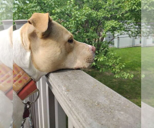 Medium Photo #3 American Pit Bull Terrier-Unknown Mix Puppy For Sale in Fargo, ND, USA