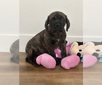 Puppy Puppy 4 Cane Corso