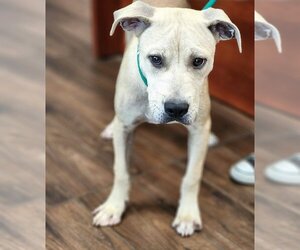 Labrador Retriever-Unknown Mix Dogs for adoption in Hilton Head, SC, USA