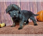 Small Photo #5 Goldendoodle Puppy For Sale in COLORADO SPRINGS, CO, USA