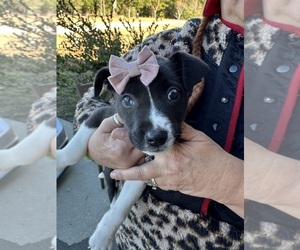 American Pit Bull Terrier-Australian Shepherd Mix Puppy for sale in BUSH, LA, USA