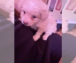 Puppy White long boy Chiranian