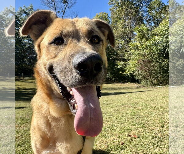 Medium Photo #1 German Shepherd Dog-Unknown Mix Puppy For Sale in Sparta, TN, USA