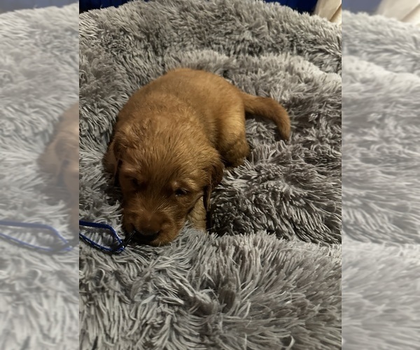 Medium Photo #2 Golden Retriever Puppy For Sale in ELIZABETH CITY, NC, USA