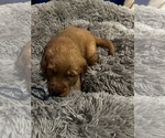 Small #1 Golden Retriever
