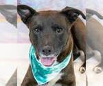 Small Labrador Retriever Mix