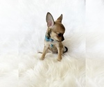 Small #1 Chihuahua