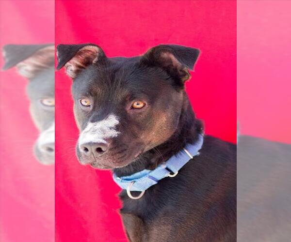 Medium Photo #1 Black Mouth Cur-Unknown Mix Puppy For Sale in Tracy, CA, USA