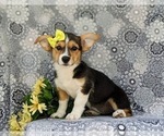 Small Photo #2 Pembroke Welsh Corgi Puppy For Sale in QUARRYVILLE, PA, USA