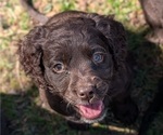 Puppy Yukon Boykin Spaniel-Goldendoodle Mix