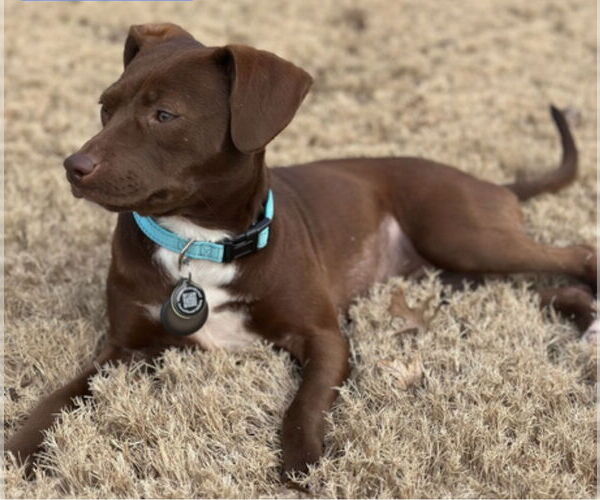 Medium Photo #1 Chihuahua-Unknown Mix Puppy For Sale in Westwood, NJ, USA