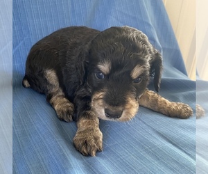 F2 Aussiedoodle Puppy for sale in CENTER, KY, USA