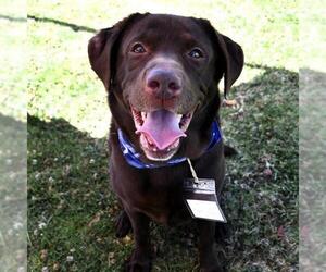 Labrador Retriever Dogs for adoption in San Diego, CA, USA