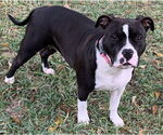 Small #2 American Pit Bull Terrier