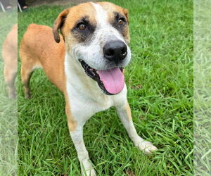 Murray - Male Mutt Dog for Adoption - Photo #4