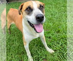 Small Photo #4 Mutt Puppy For Sale in Anniston, AL, USA