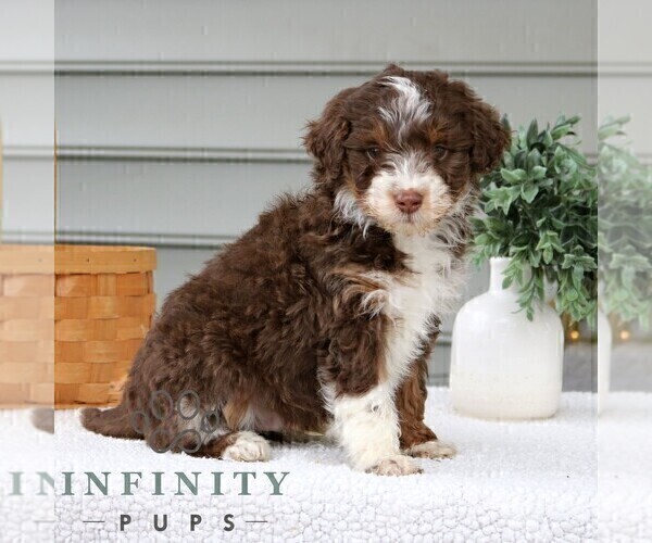 Medium Photo #1 Bernedoodle (Miniature) Puppy For Sale in NARVON, PA, USA
