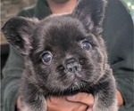 Puppy Mabel French Bulldog