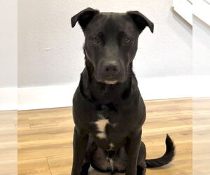 American Pit Bull Terrier-Huskies  Mix Dogs for adoption in Tampa, FL, USA