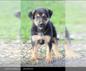 Shollie Puppy for sale in BELLEFONTE, PA, USA