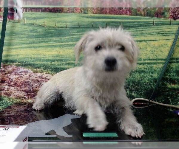 Medium Photo #1 Mutt Puppy For Sale in Moreno Valley, CA, USA