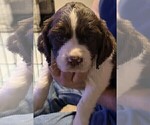 Small #1 English Springer Spaniel