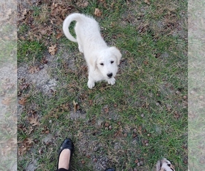 Labradoodle Puppy for sale in SHERMAN, TX, USA