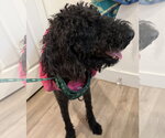 Small #3 Poodle (Standard) Mix