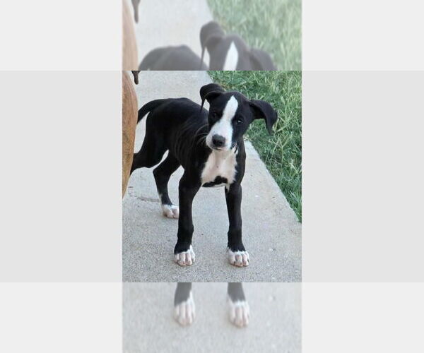 Medium Photo #6 Boxer Puppy For Sale in Austin, TX, USA