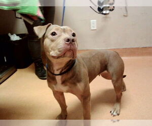 Mutt Dogs for adoption in Martinez, CA, USA