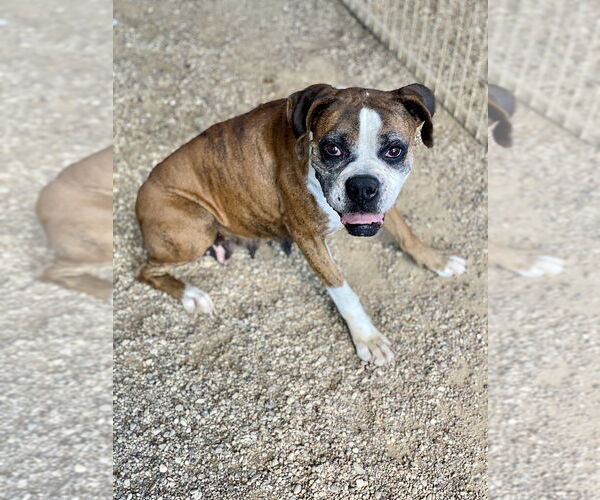 Medium Photo #2 Boxer Puppy For Sale in Austin, TX, USA
