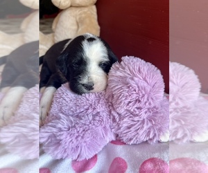 Australian Shepherd-Labradoodle Mix Puppy for sale in RUSSELLVILLE, AR, USA