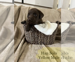 Labrador Retriever Puppy for sale in HOBART, OK, USA