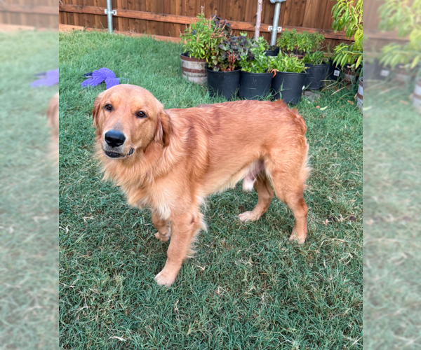 Medium Photo #1 Golden Retriever Puppy For Sale in McKinney, TX, USA