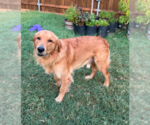 Small Golden Retriever