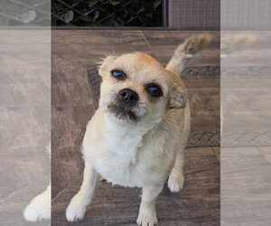 Fred Rogers - Male Mutt Dog for Adoption - Photo #9