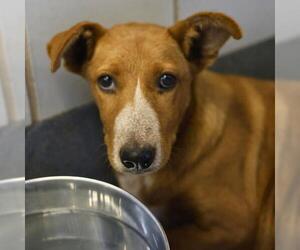 American Staffordshire Terrier-Unknown Mix Dogs for adoption in San Antonio, TX, USA